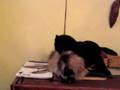 Grosses bagarres entre chats bourgeois