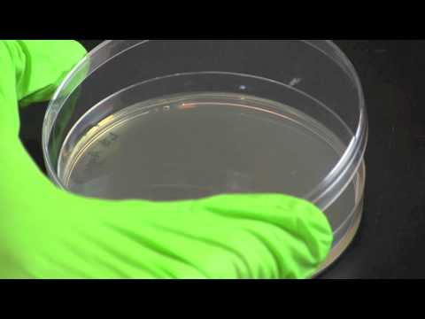 how to isolate two bacteria