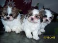 Shih-tzus adorables Shih-tzus adorables