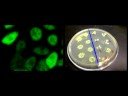 iGEM 2008: the ETH Zurich Team! (short)