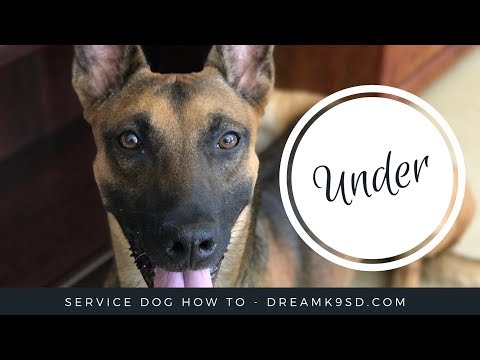 video-linktoworks-How to teach "under" service dog training