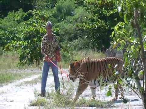 Tigres+Asesinos ... tigres asesinos - Videos | Videos relacionados con peliculas de tigres
