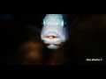 How to identify holding female African Cichlids for the beginner