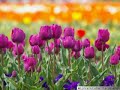 AkebonoYama Tulip Festival