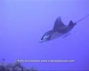 rangiroa 06 iª parte www videosdebuceo com