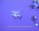 rangiroa 06 iª parte www videosdebuceo com