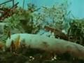 Hamster Cannon