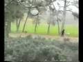 chasse au loup