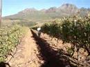 Dombeya Vineyards