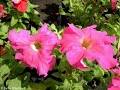 la primavera   antonio lucio vivaldi   las cuatro estaciones
