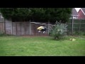 First Time Curcuit's With Trex 500 CF HD