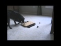 Nina Ottosson Dog Casino - Johann & Gracie Part 2