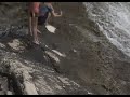 Fosil jadranske Nessie