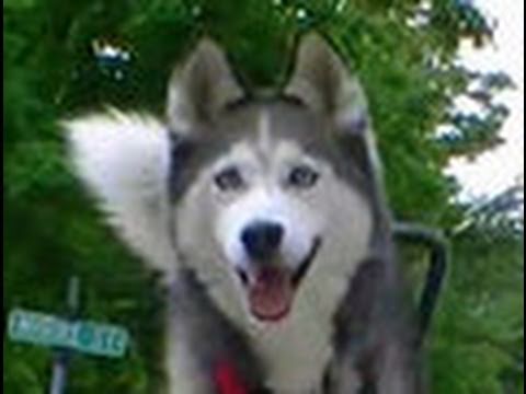 siberian husky