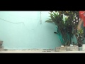 Plus Dance Team - Apenas Um Treino { Free Step - PE }