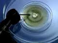 Pulsating Electrochemical Reaction: Mercury Beating Heart