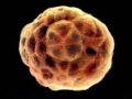 the miracle of mans creation intro