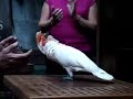 chinook the crazy 50 pence dancing hip hop cockatoo parrot
