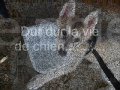 xhina_0001.wmv
