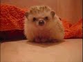 Pokey The Hedgehog