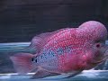 Awsome Flower Horn at Tail Waaggers