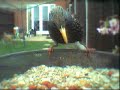 birdcam-birds-in-a-suburban-garden.html