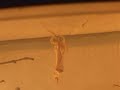 idolomantis diabolica L4 to L5 moult idolomantis diabolica L4 to L5 moult