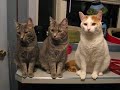 3 cats counter