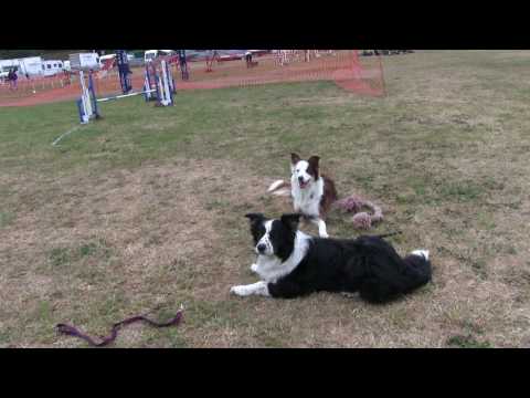 Practise ring Dog Vegas