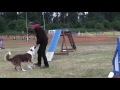 Practise ring Dog Vegas