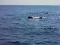 capodogli a Ventotene