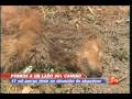 videos de ABANDONO DE ANIMALES EN LA CARRETERA .NOTA CHILEVISION-