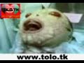 tolo.tkمعجزه كه در عربستان تولد شده