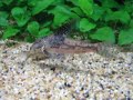 corydoras s1