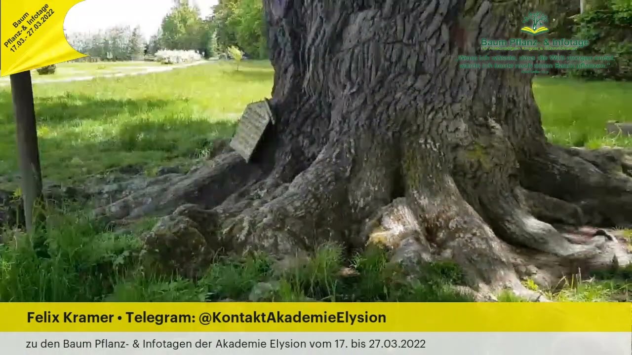 Video 4 zum Online Kongress und den Baum Pflanz- & Infotagen der Akademie Elysion (Eiche Bad Blumau)
