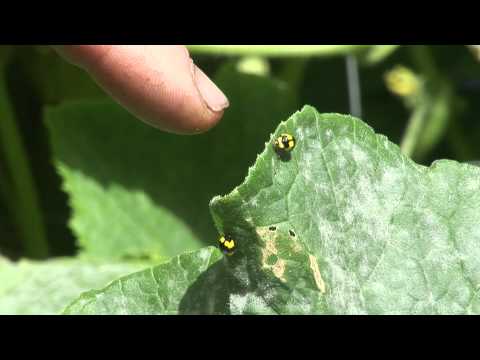 how to treat mildew on zucchini leaves'