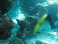 MARSA ALAM IMMERSIONI MARSA ALAM IMMERSIONI