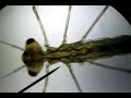 Larva VS Daphnia