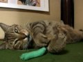 ツネオ君の「ツボ」