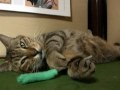 ツネオ君の「ツボ」