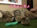 ツネオ君の「ツボ」