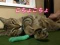 ツネオ君の「ツボ」