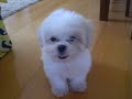 Nhasa apso Charlie