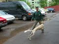 Saluki Jumpe