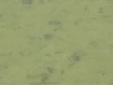 tadpole paint