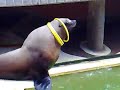delfinarij v palange morskoj lev delfinarij v palange morskoj lev