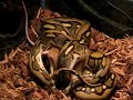 Feeding Tiger Reticulated Python