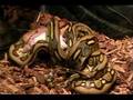Feeding-Tiger-Reticu