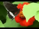 Nature Pics