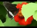 Nature Pics
